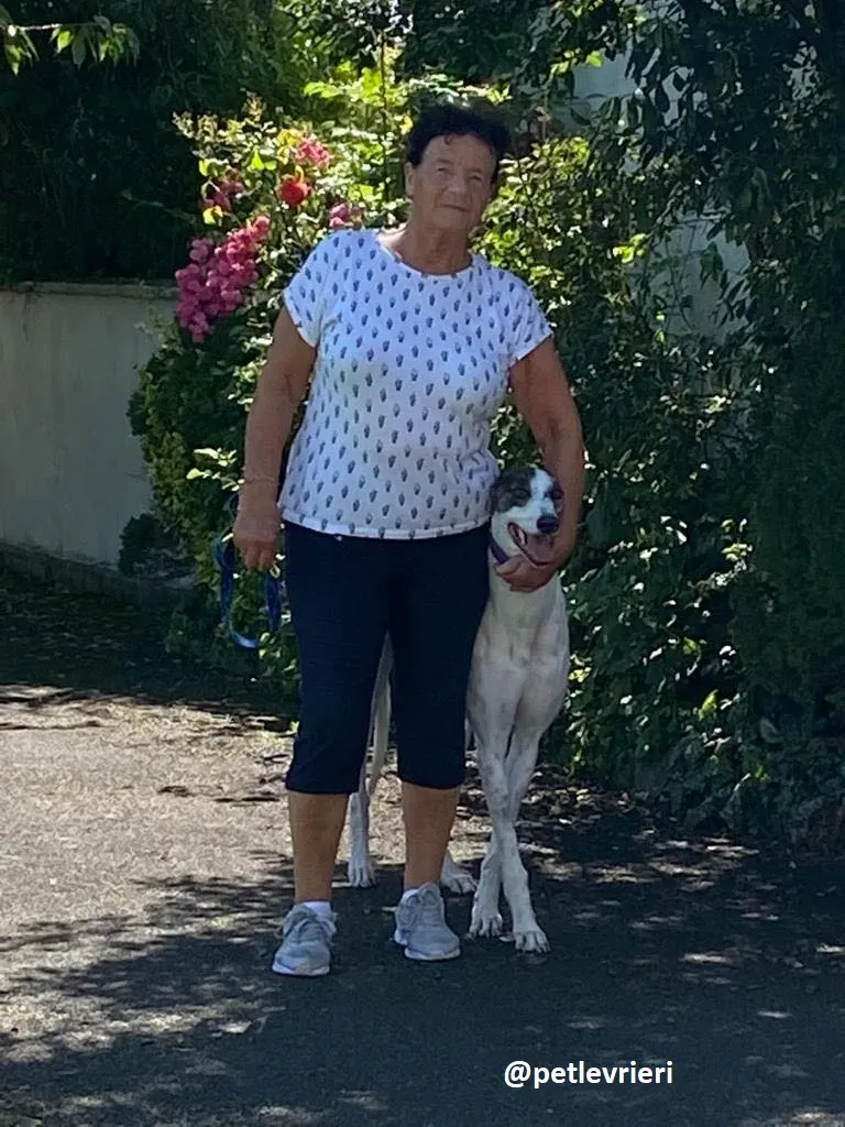 frodo adozione greyhound 16