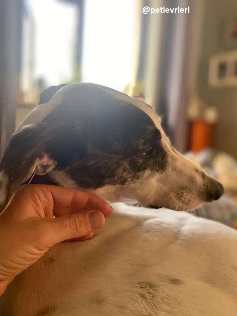 frodo adozione greyhound 17