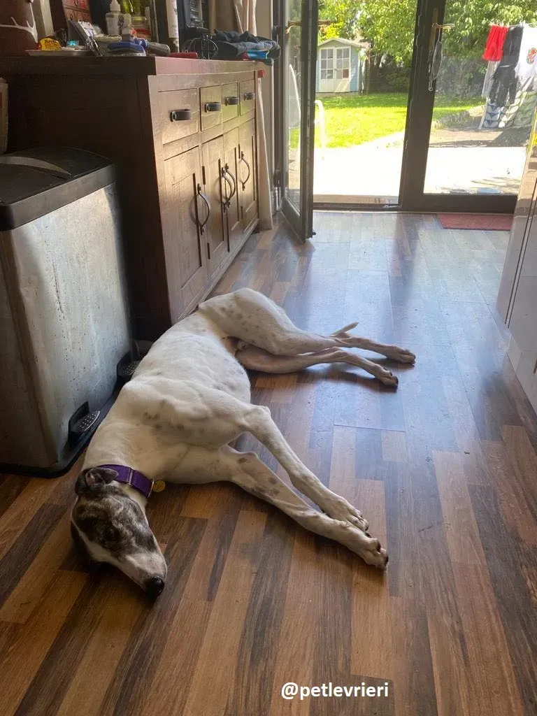 frodo adozione greyhound 18