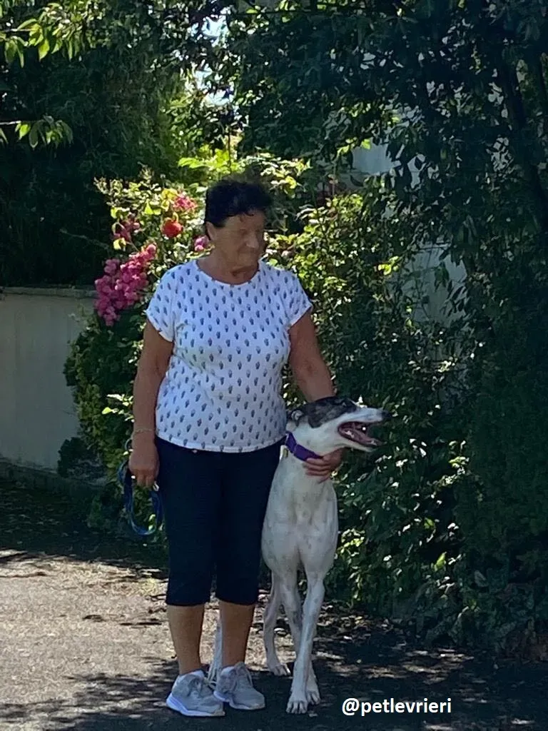 frodo adozione greyhound 19