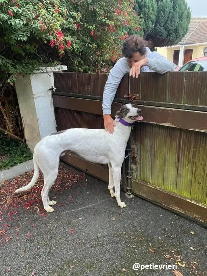 frodo adozione greyhound 2