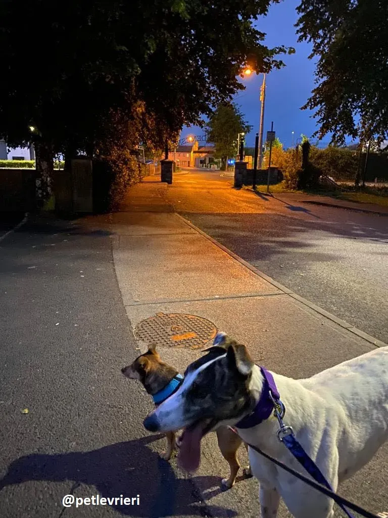 frodo adozione greyhound 20