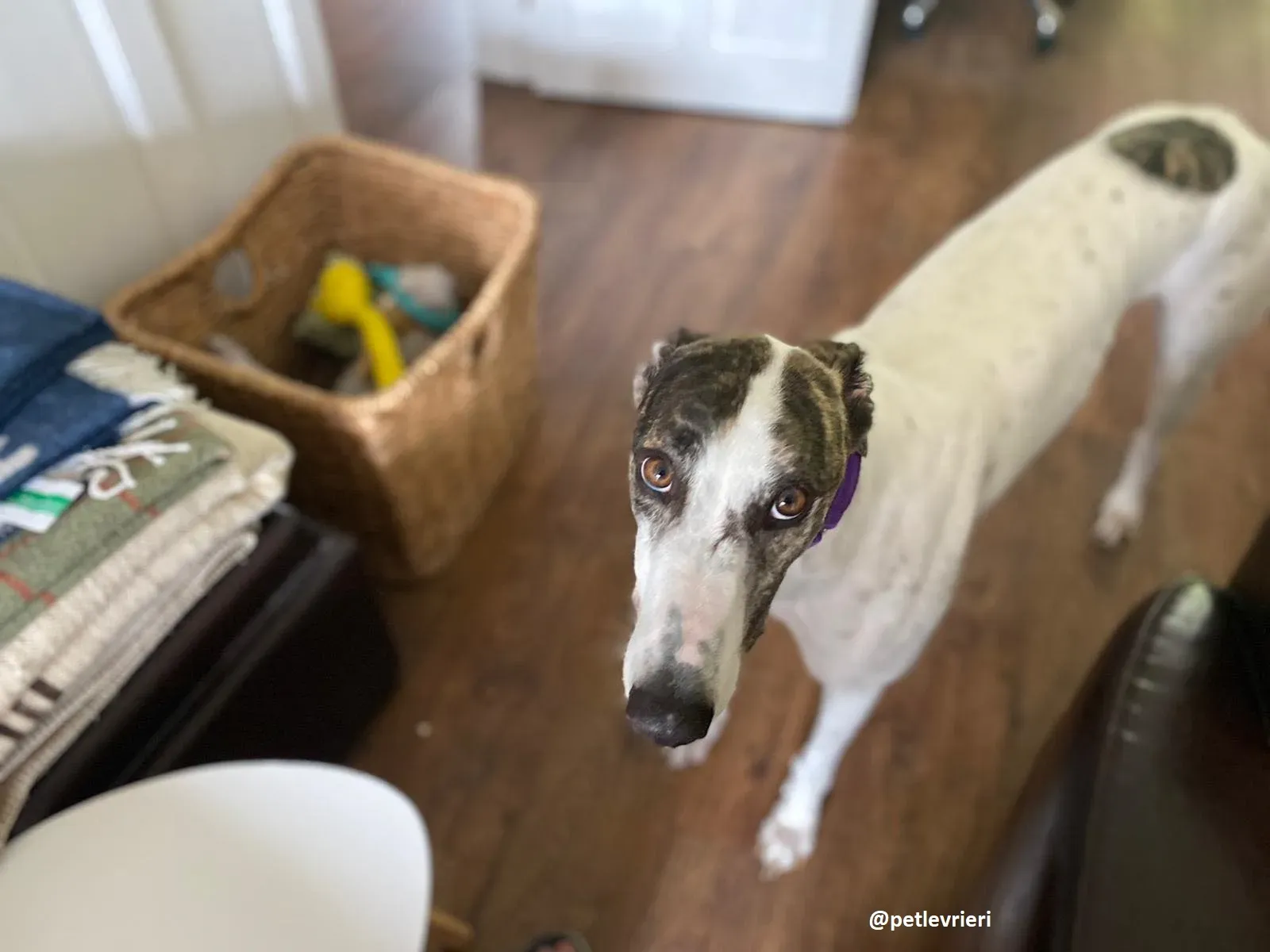 frodo adozione greyhound 21