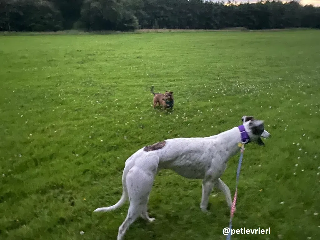 frodo adozione greyhound 22