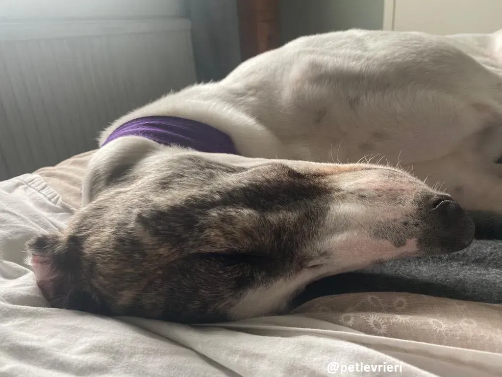 frodo adozione greyhound 24