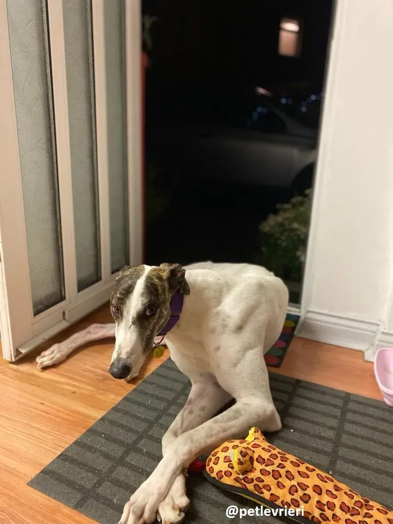 frodo adozione greyhound 25