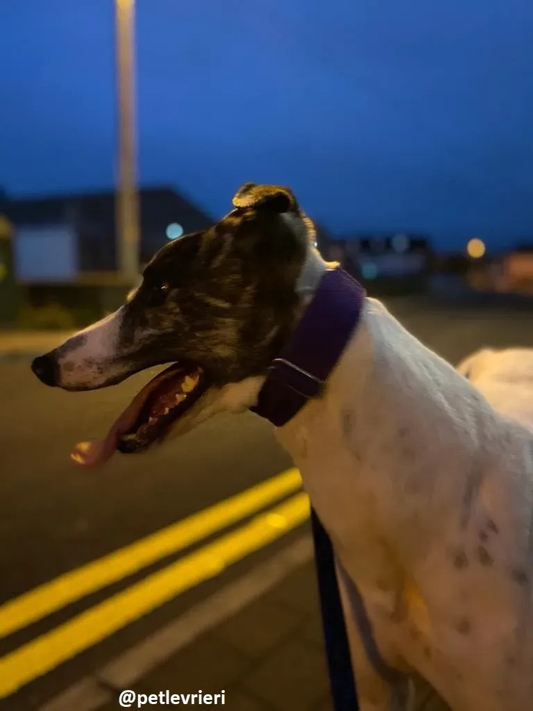 frodo adozione greyhound 26