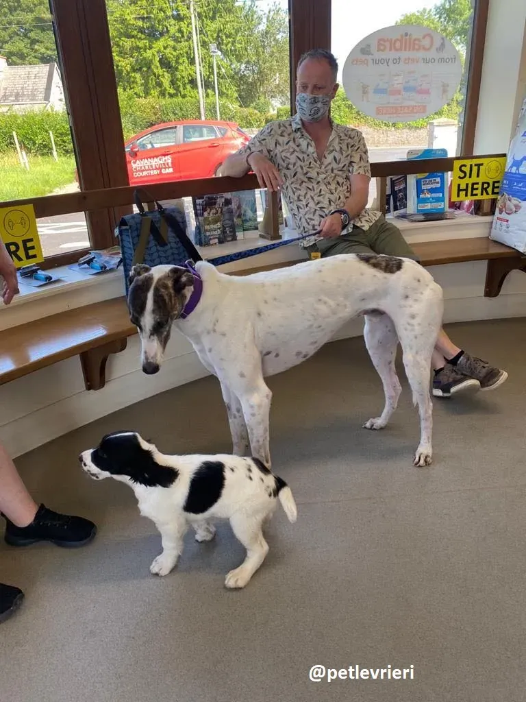 frodo adozione greyhound 27