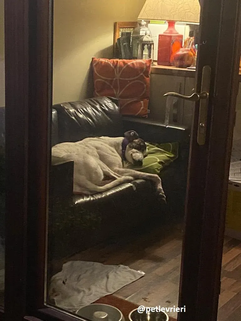 frodo adozione greyhound 28