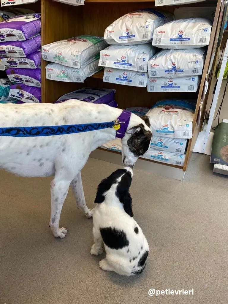 frodo adozione greyhound 29