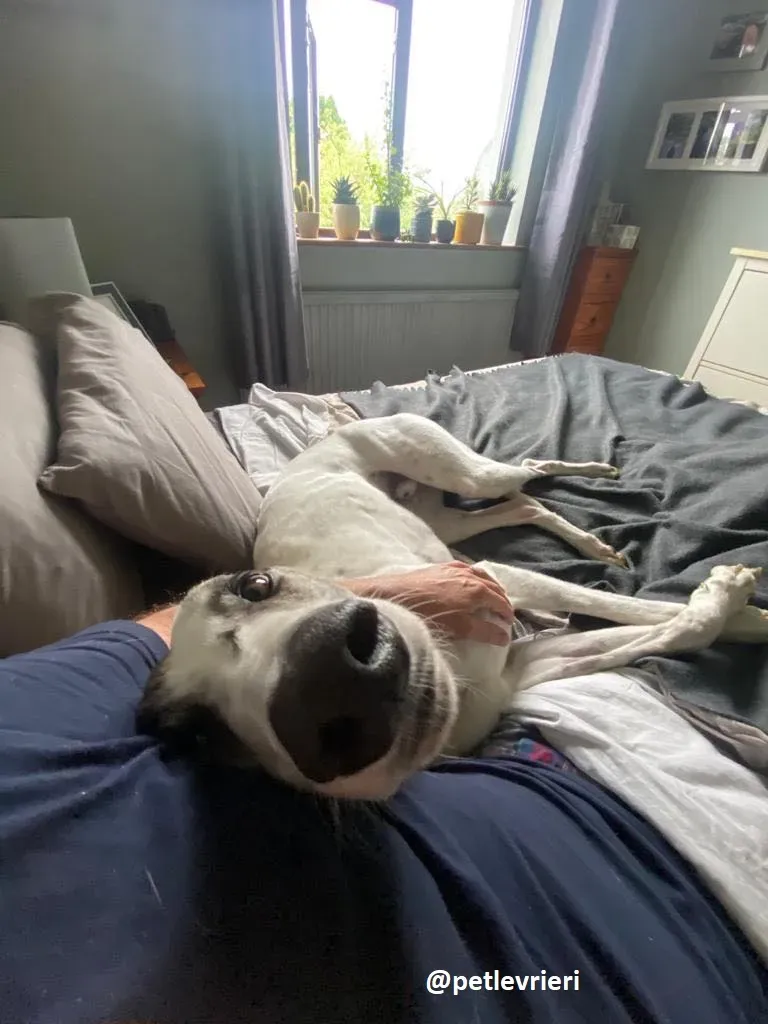 frodo adozione greyhound 3 1