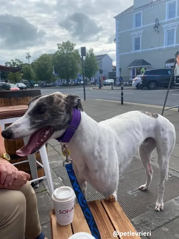 frodo adozione greyhound 3