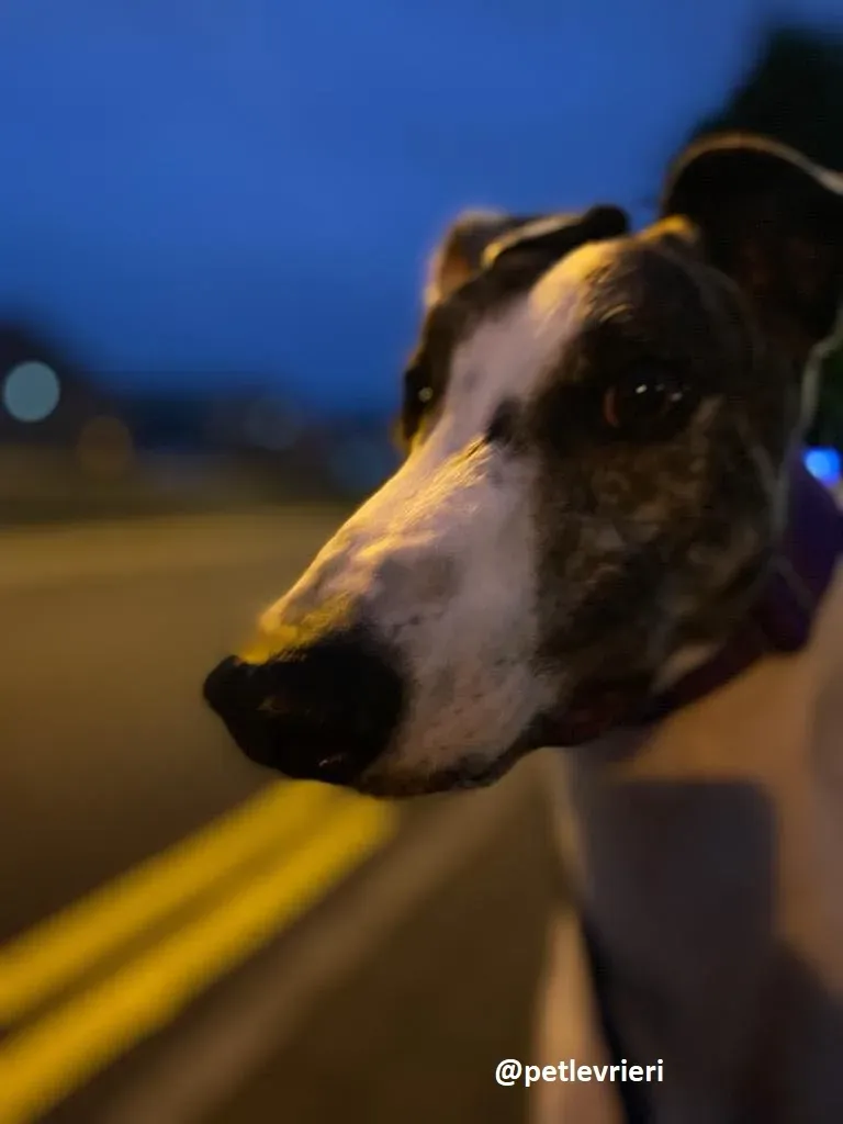 frodo adozione greyhound 30