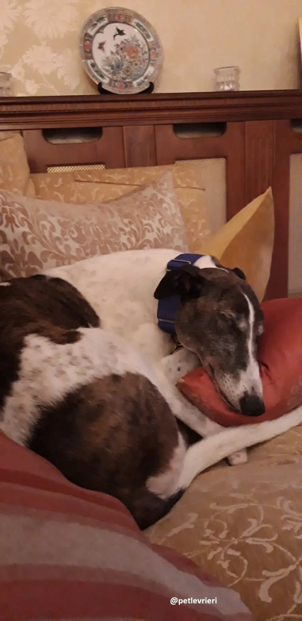 frodo adozione greyhound 31