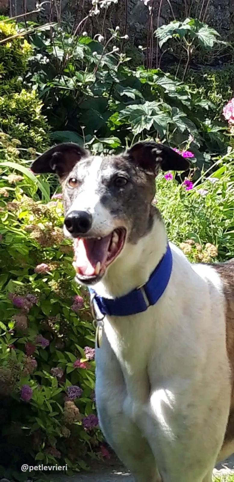 frodo adozione greyhound 32