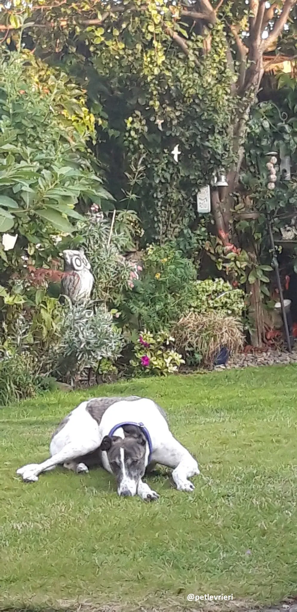 frodo adozione greyhound 33