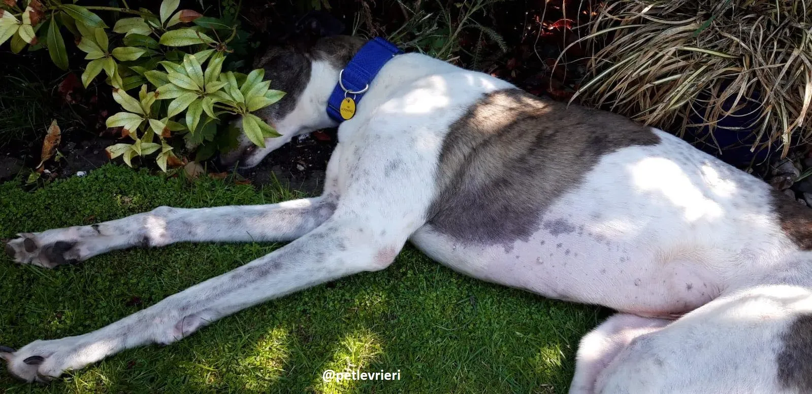 frodo adozione greyhound 34
