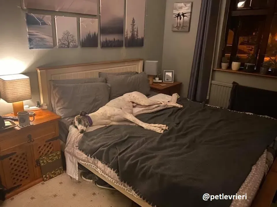 frodo adozione greyhound 4