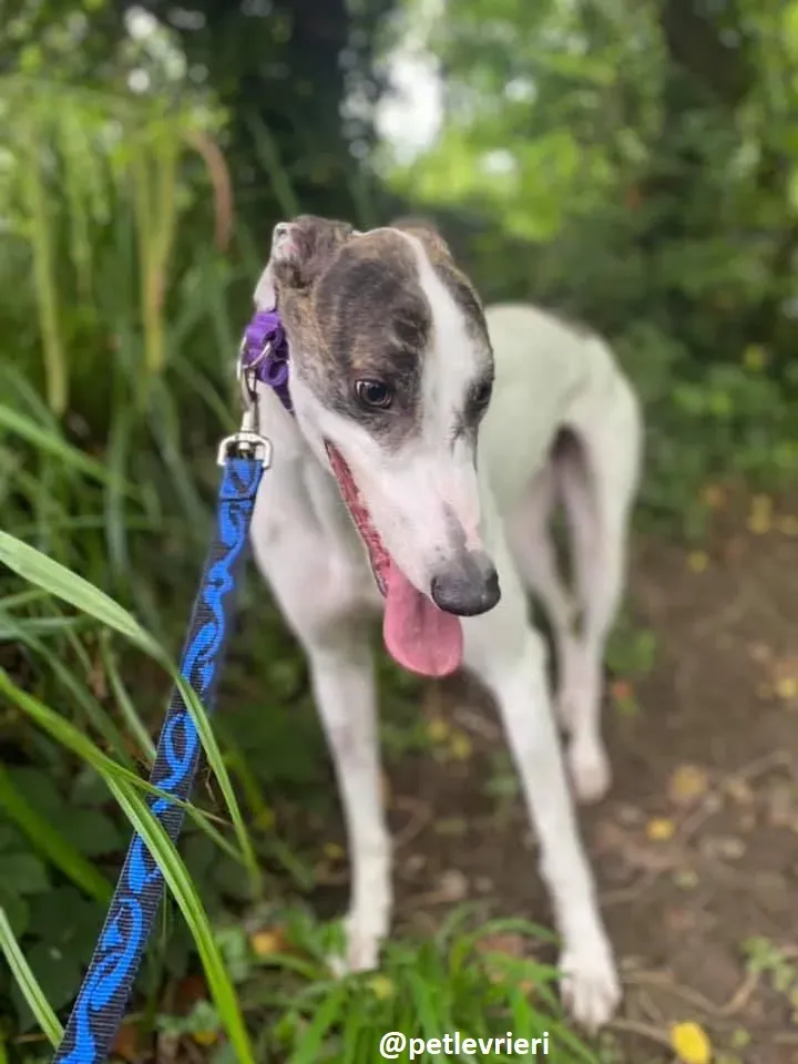 frodo adozione greyhound 5