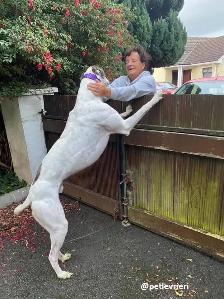 frodo adozione greyhound 6