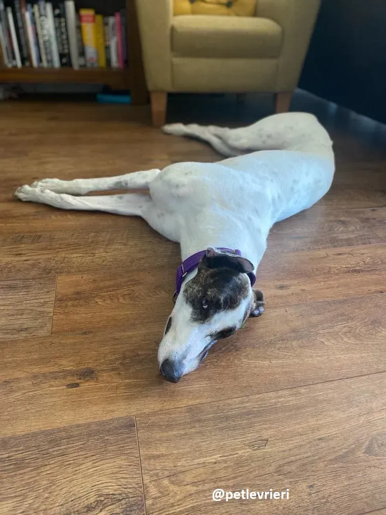 frodo adozione greyhound 7