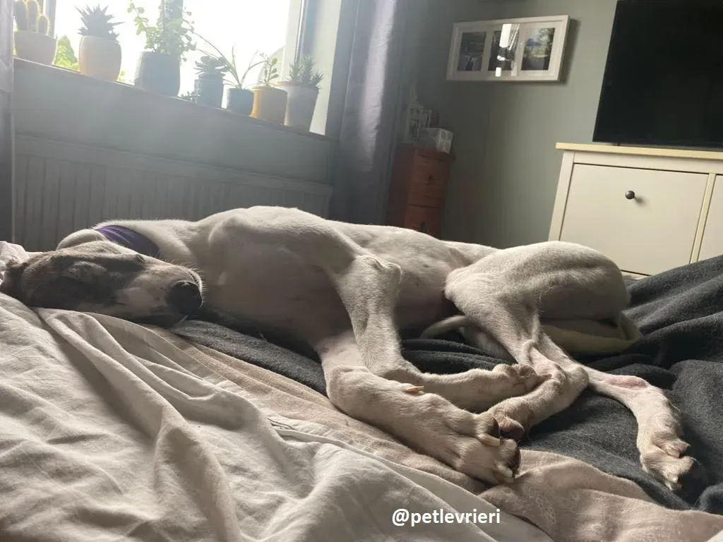 frodo adozione greyhound 8
