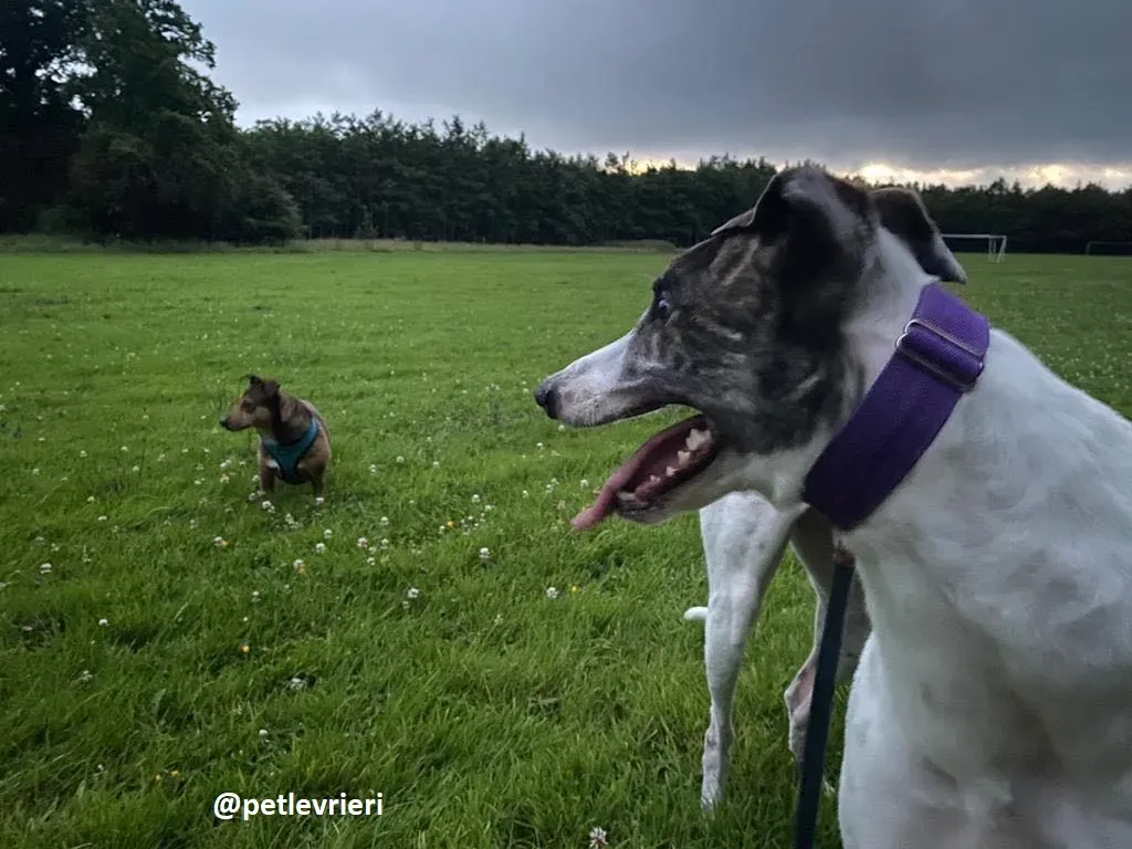 frodo adozione greyhound 9