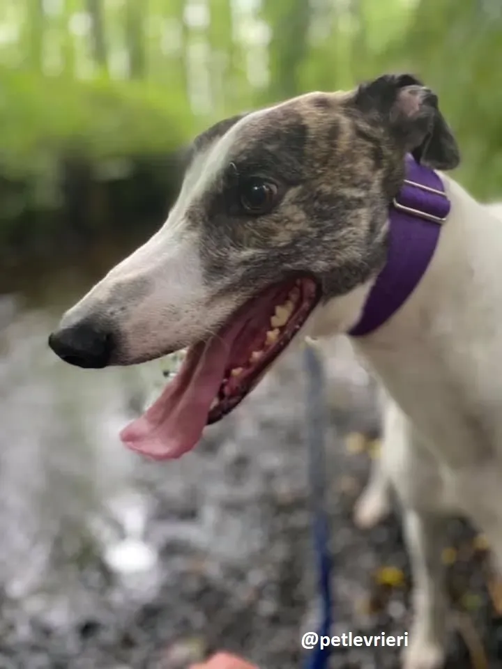 frodo adozione greyhound