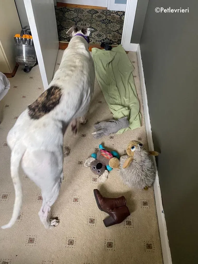 frodo adozione levrieri greyhound 1