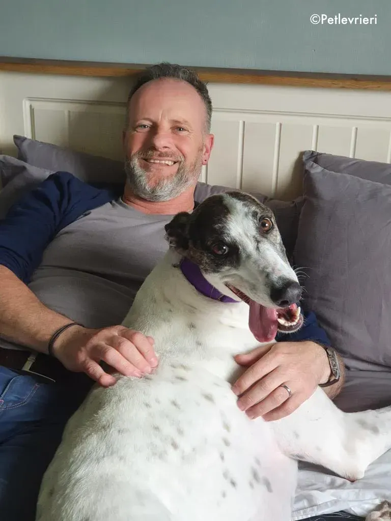 frodo adozione levrieri greyhound 2