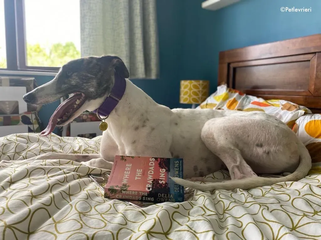 frodo adozione levrieri greyhound 4