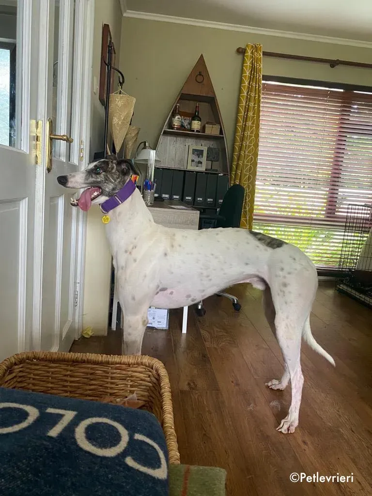 frodo adozione levrieri greyhound 7