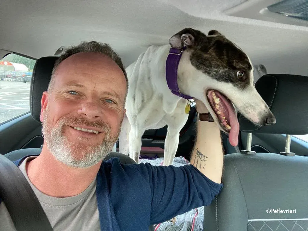 frodo adozione levrieri greyhound 8