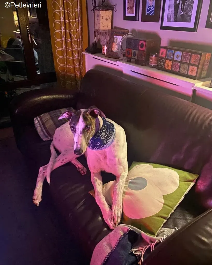 frodo adozione levrieri greyhound 2 1