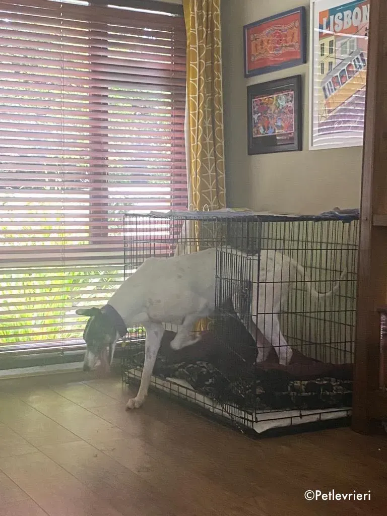 frodo adozione levrieri greyhound 3