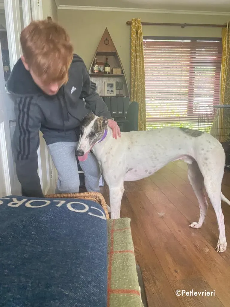 frodo adozione levrieri greyhound 5