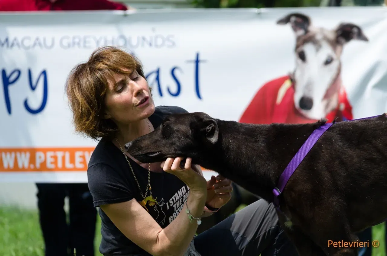 frodo adozione levrieri greyhound 6