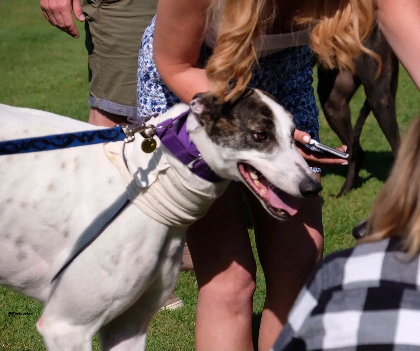 frodo greyhound adozione levrieri 1