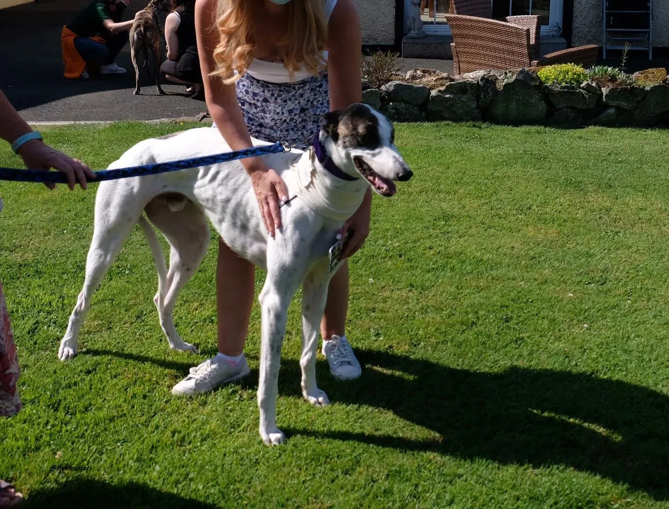 frodo greyhound adozione levrieri 2