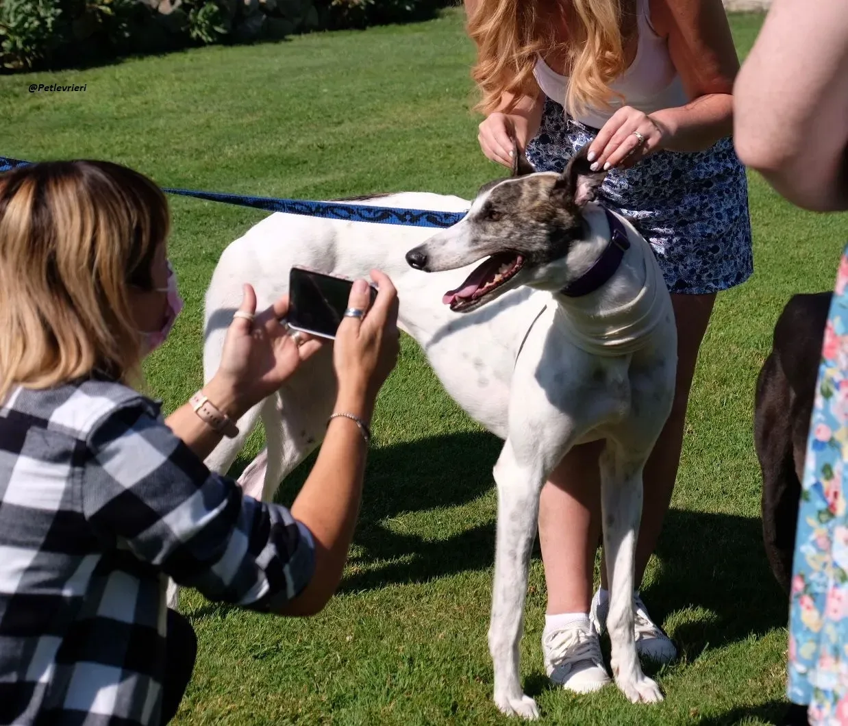 frodo greyhound adozione levrieri 3