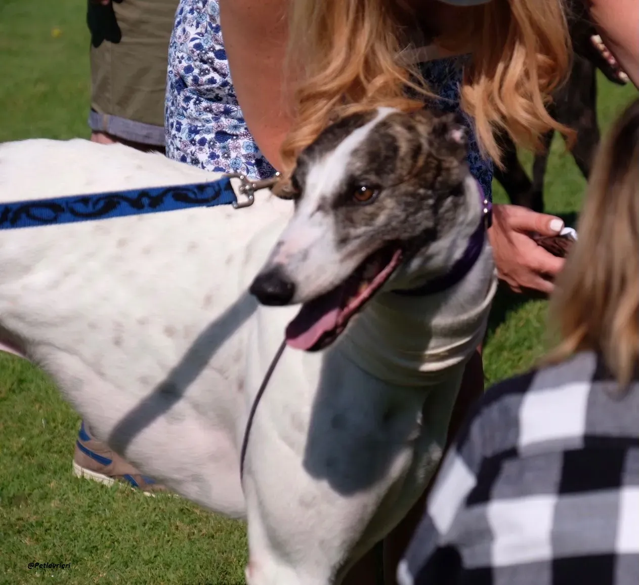 frodo greyhound adozione levrieri 4