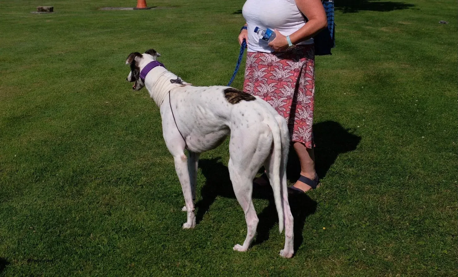 frodo greyhound adozione levrieri 5