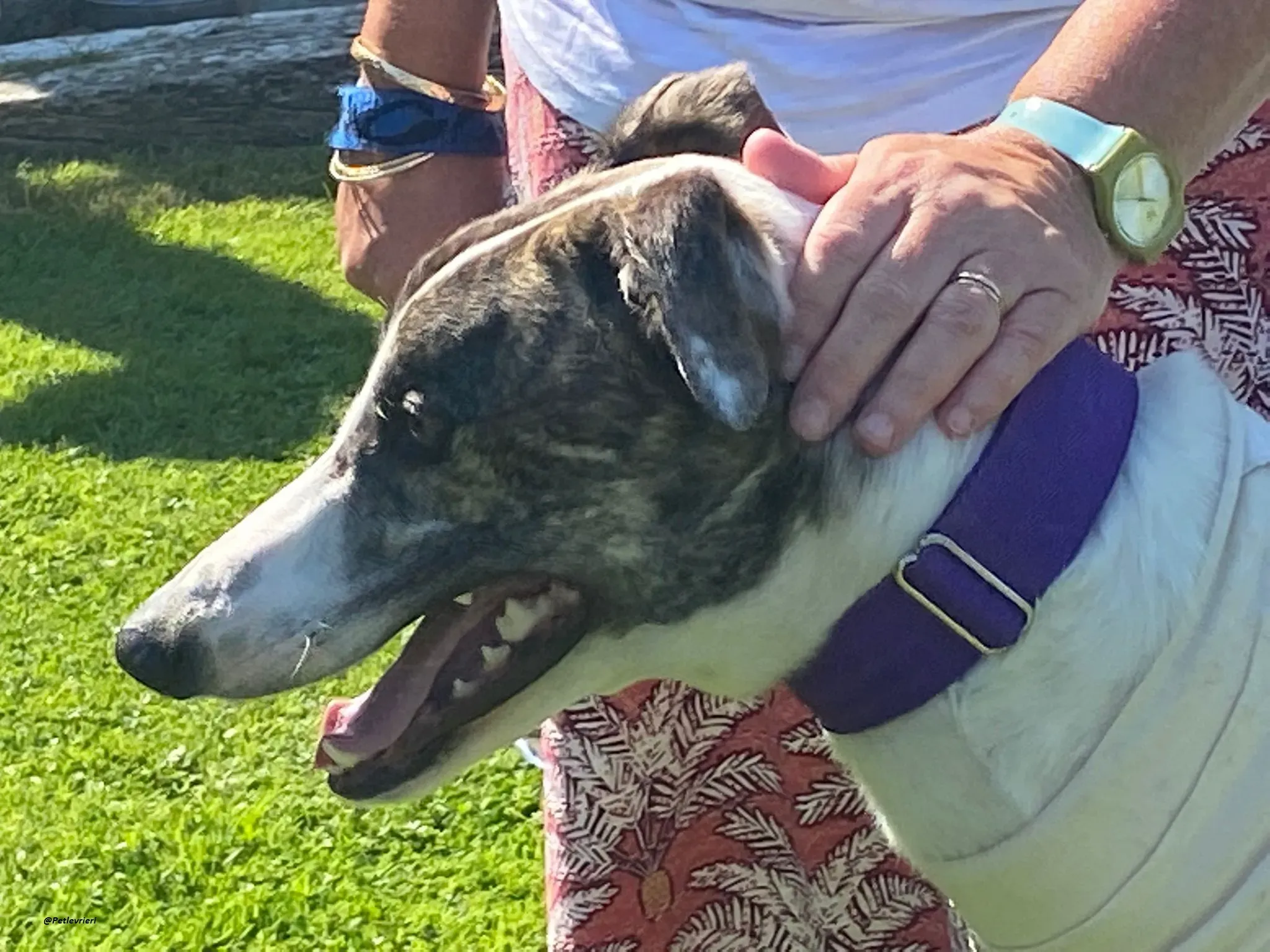 frodo greyhound adozione levrieri 6