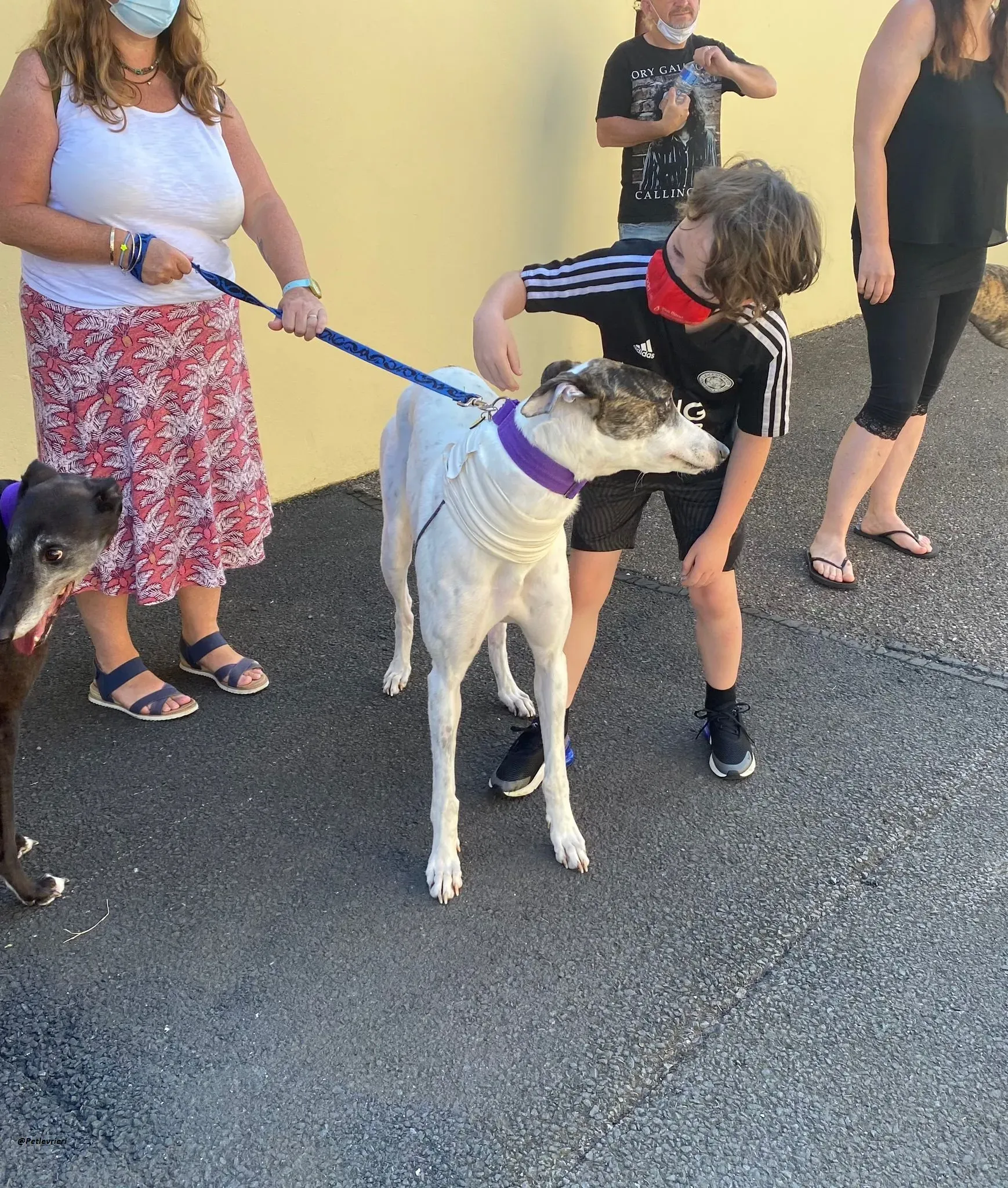 frodo greyhound adozione levrieri 7