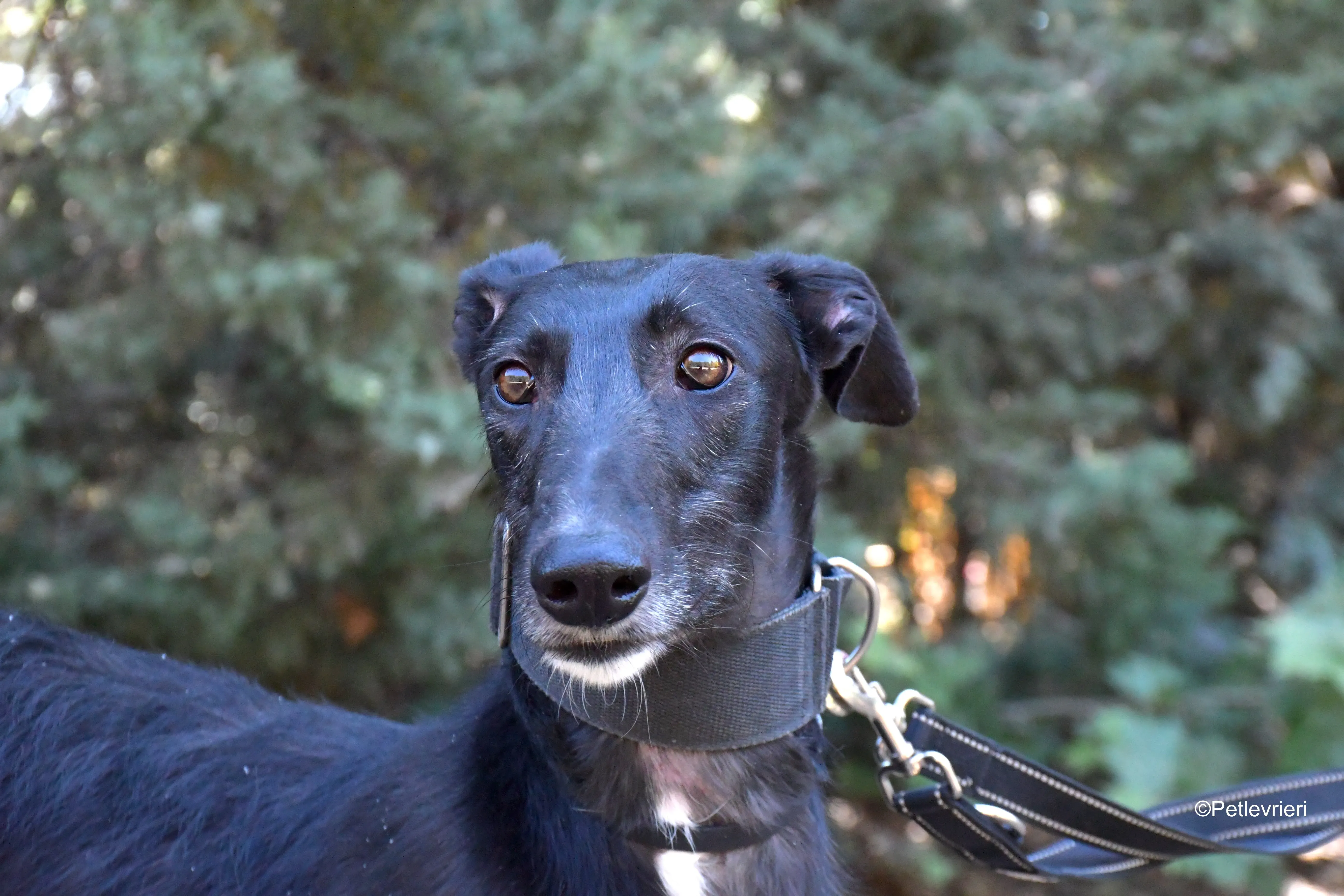 fulgencio adozione levrieri galgo 1