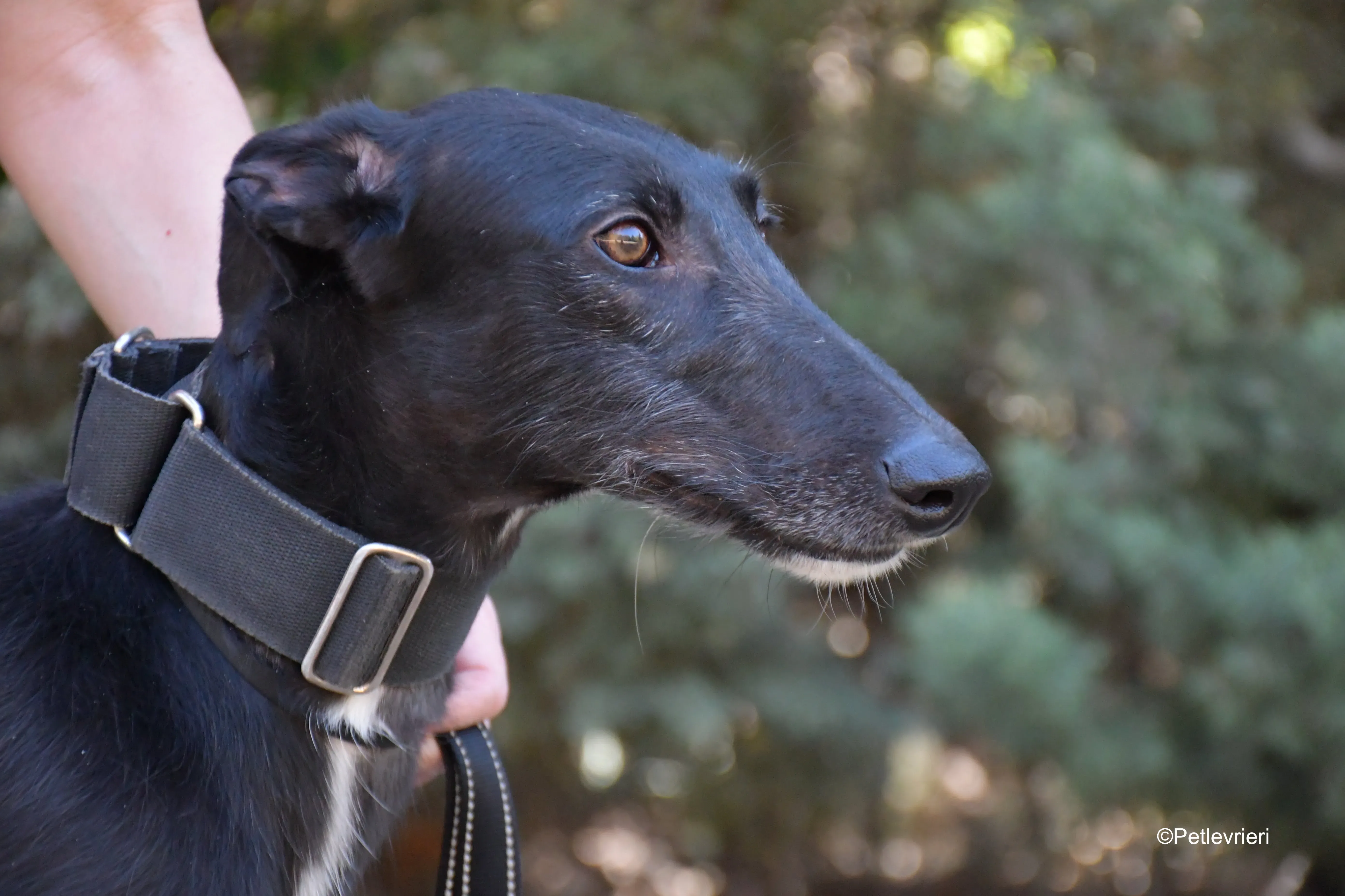 fulgencio adozione levrieri galgo 10