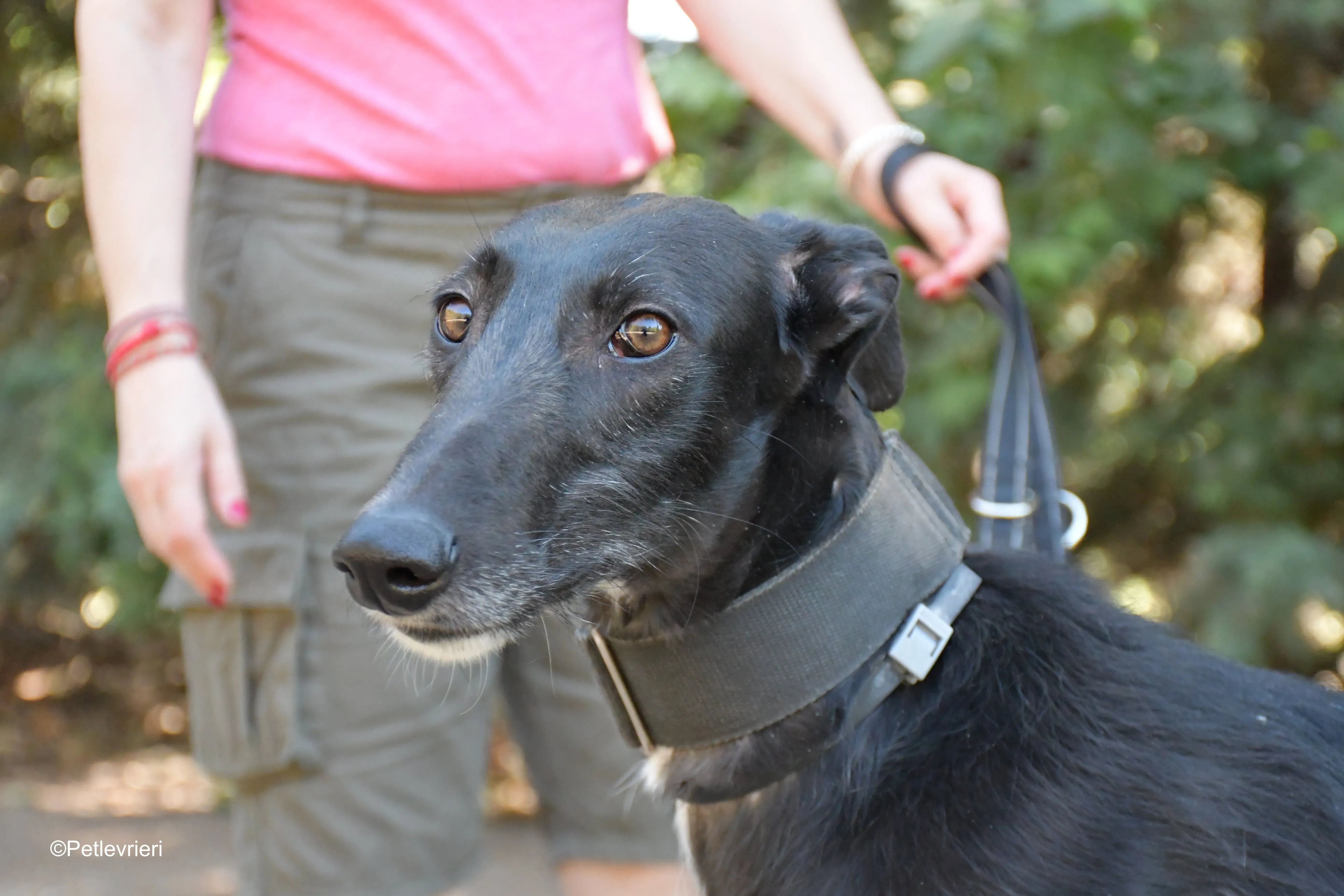 fulgencio adozione levrieri galgo 11