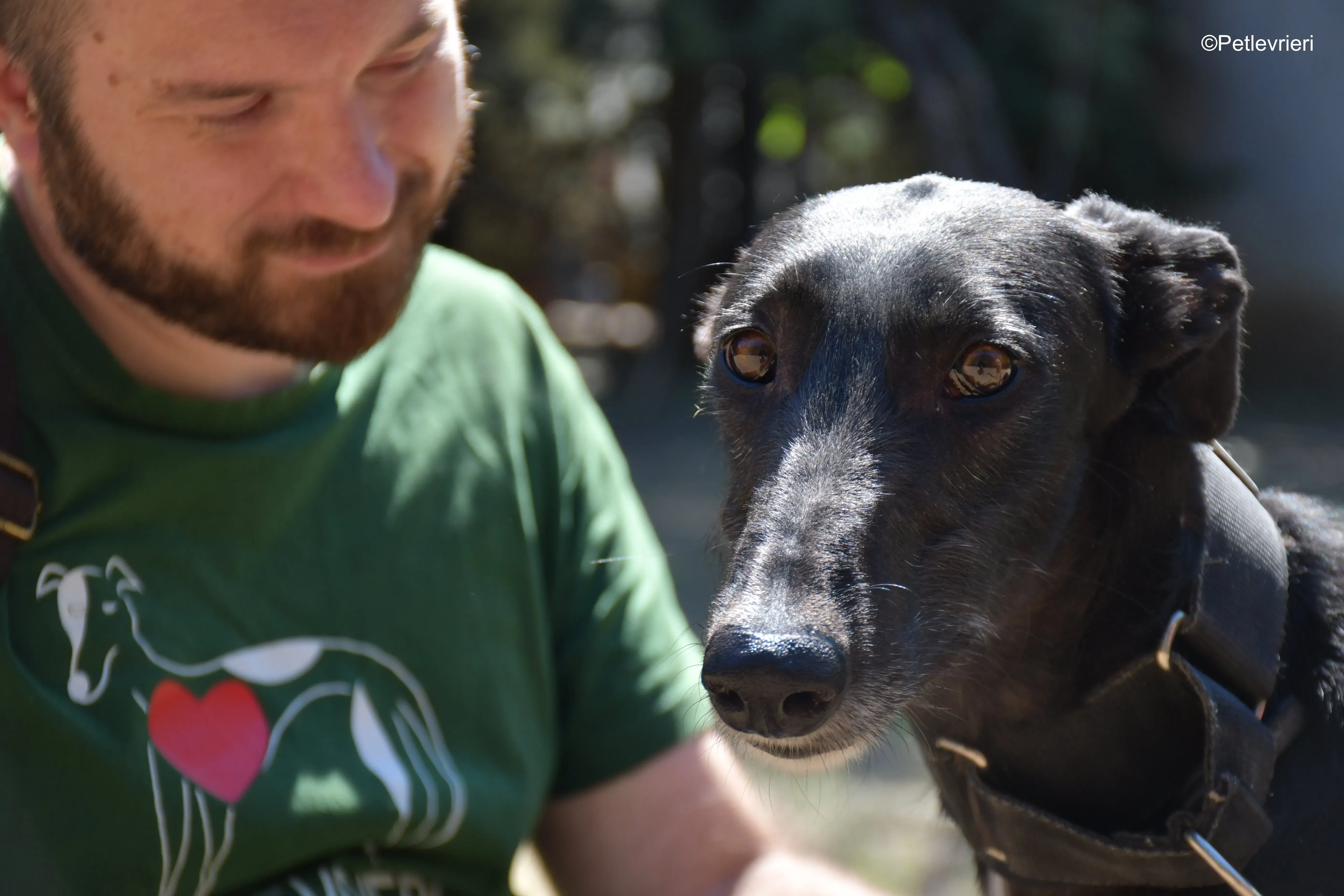 fulgencio adozione levrieri galgo 12