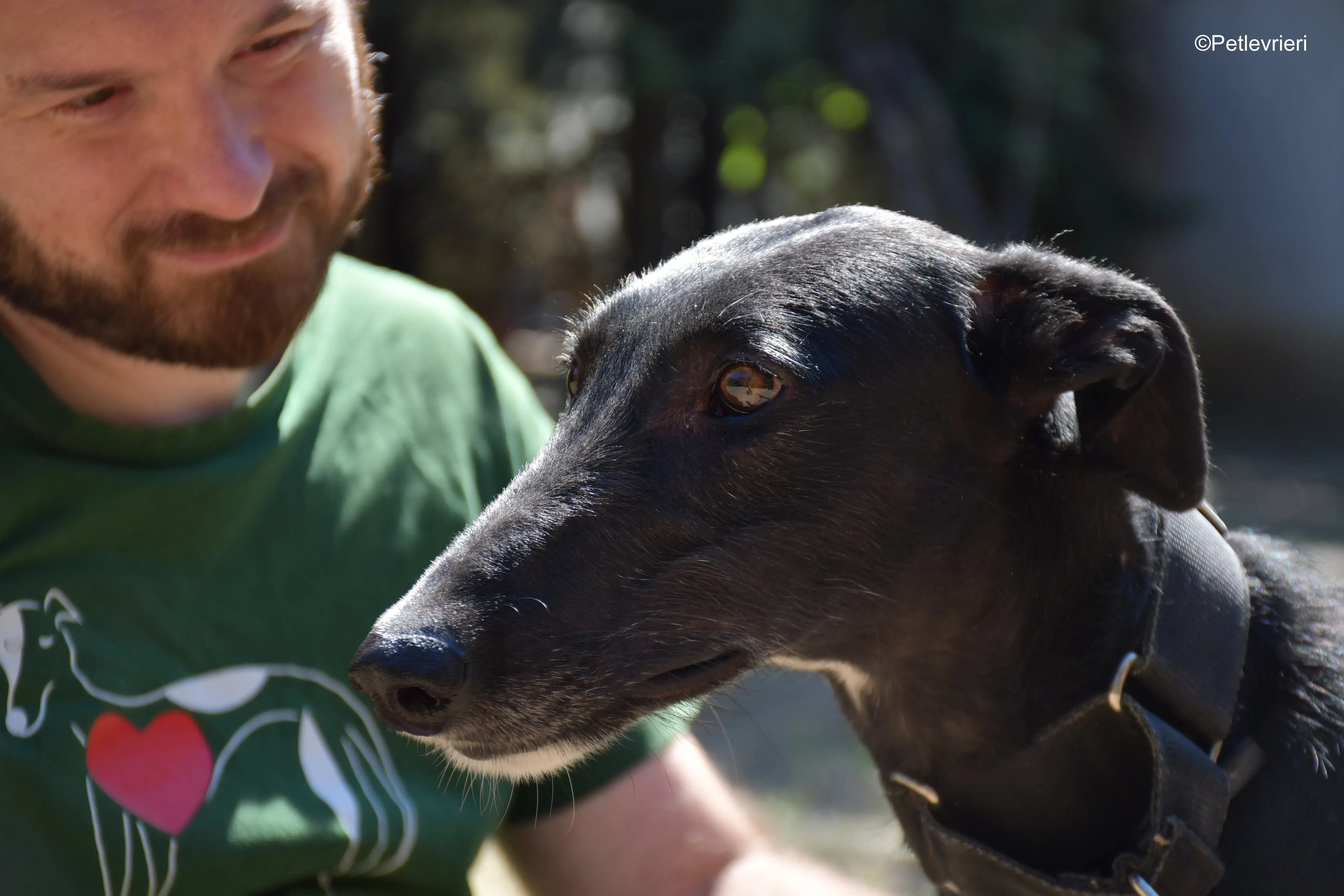 fulgencio adozione levrieri galgo 13