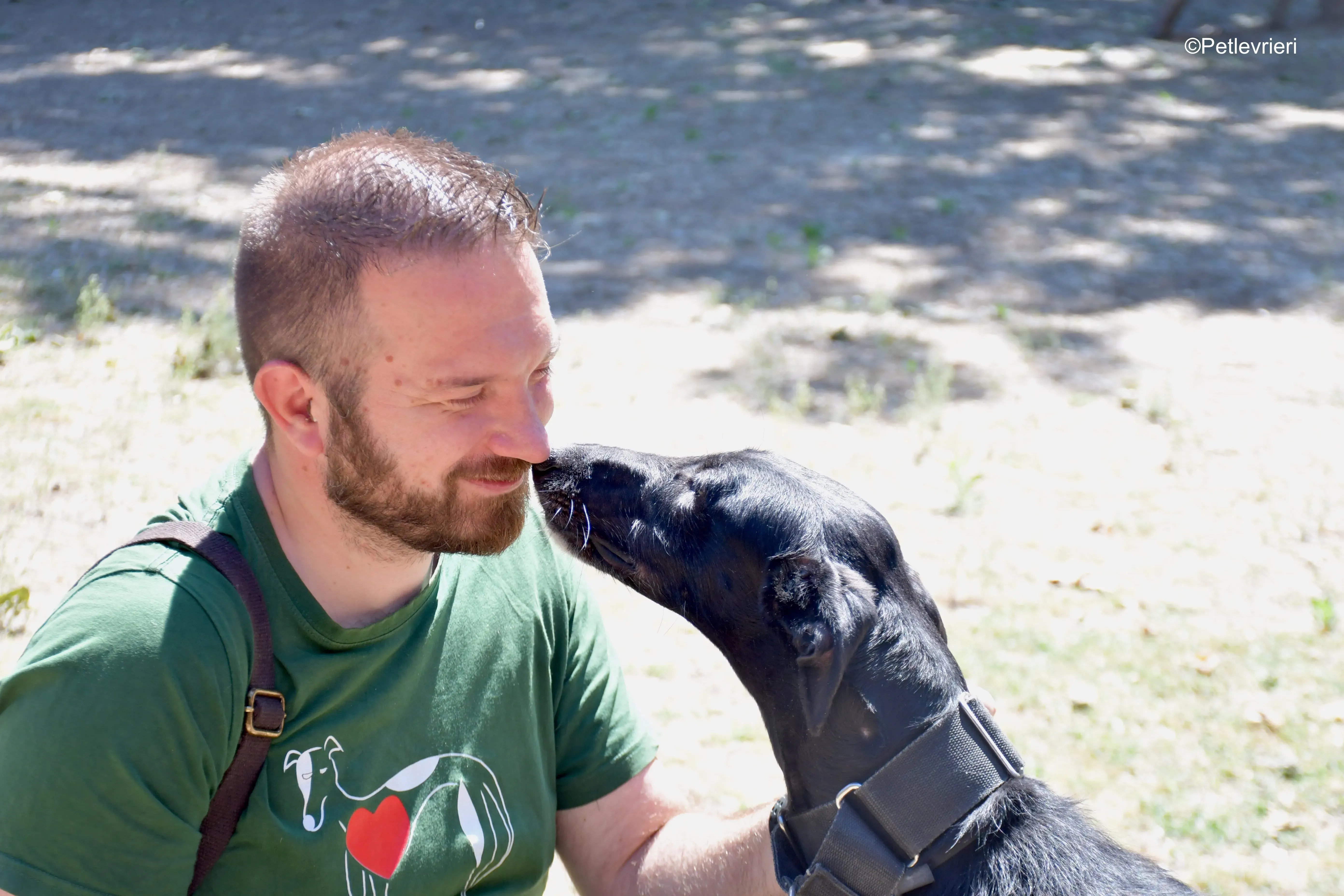 fulgencio adozione levrieri galgo 14